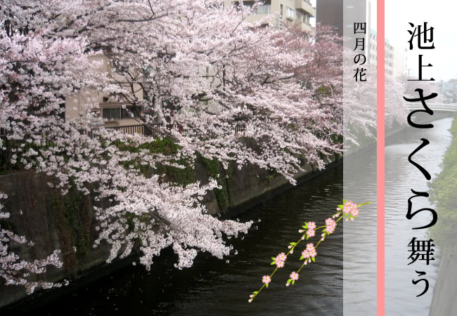 池上さくら舞う