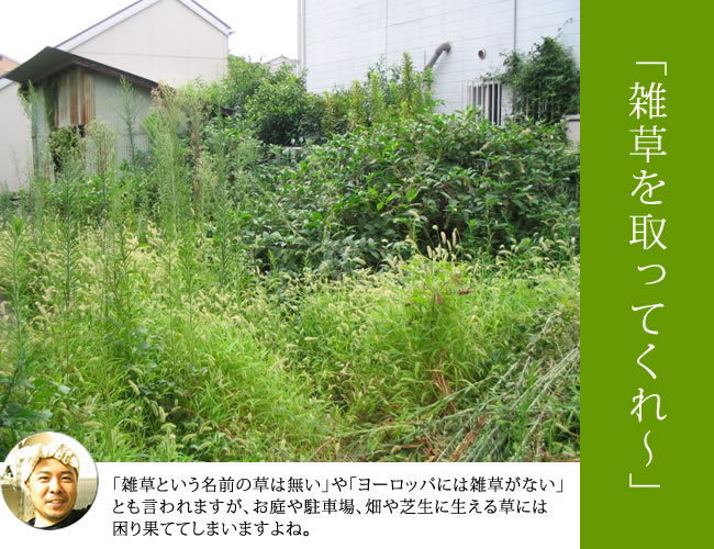 草刈り作業
