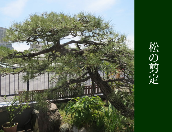 松の剪定