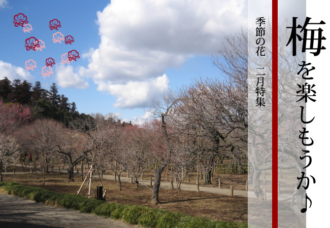 梅を楽しもうか