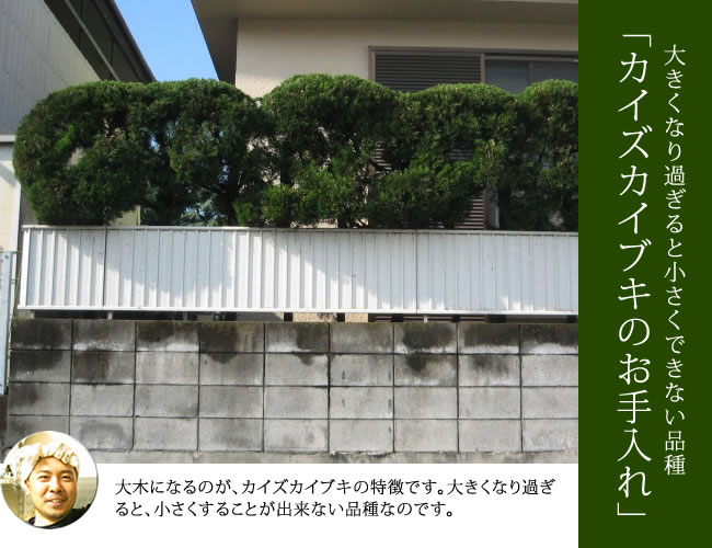 カイズカイブキのお手入れ