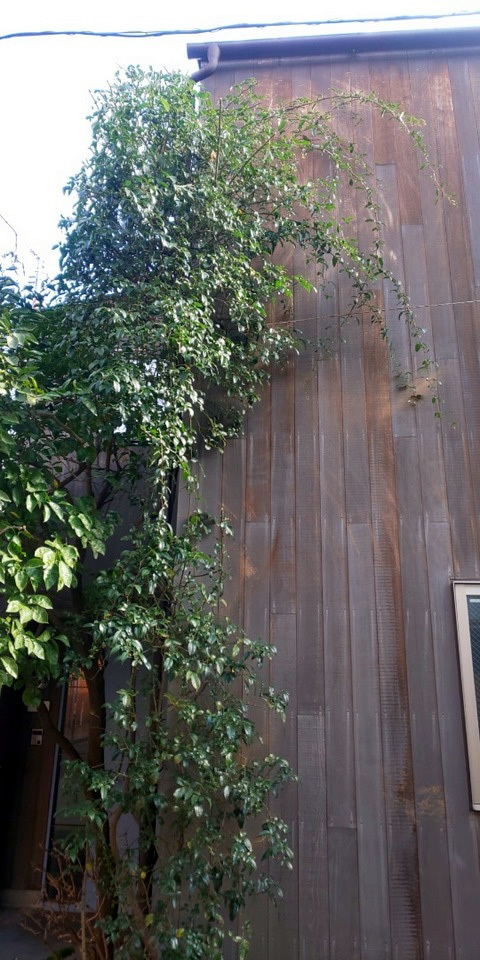 ナニワイバラ剪定