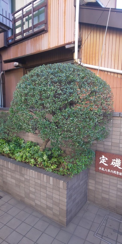 ツゲ