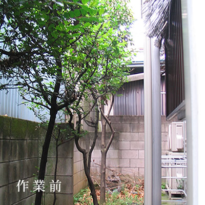 伐採作業前