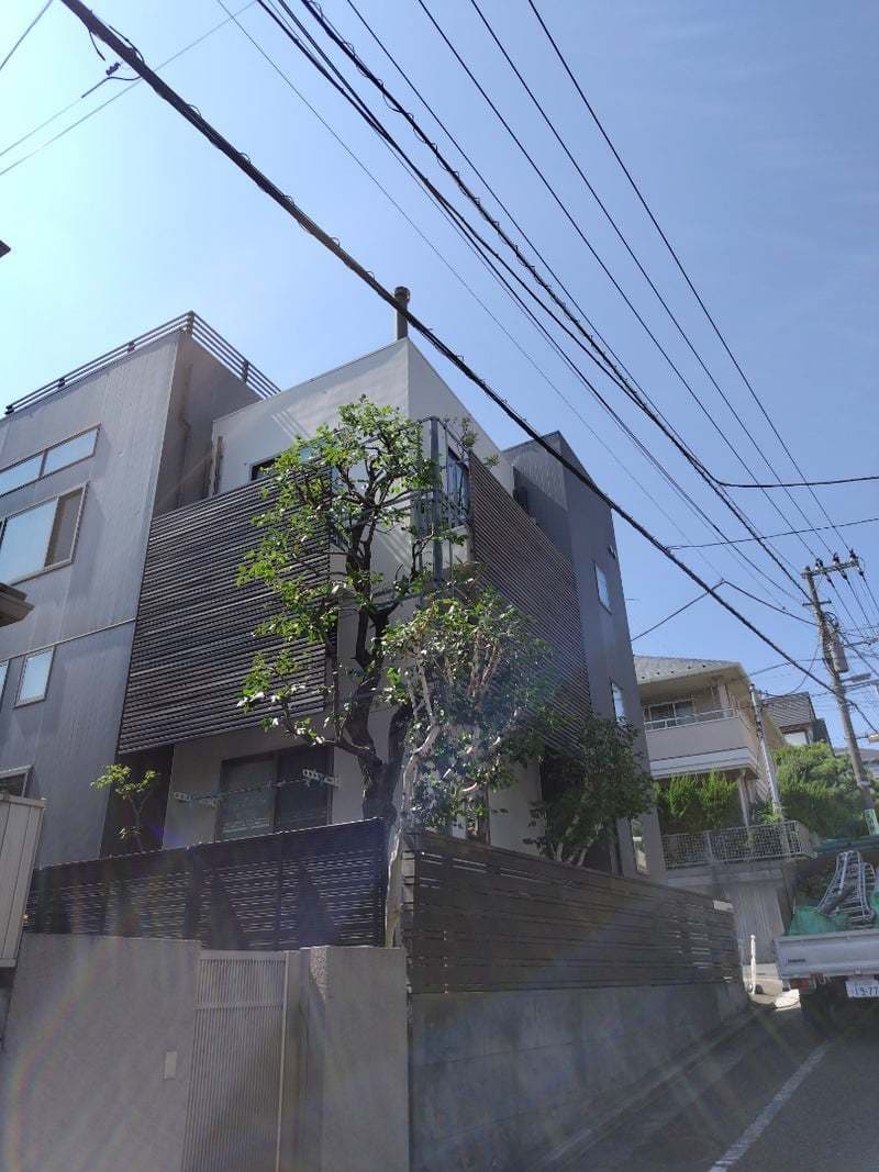 白樺剪定後