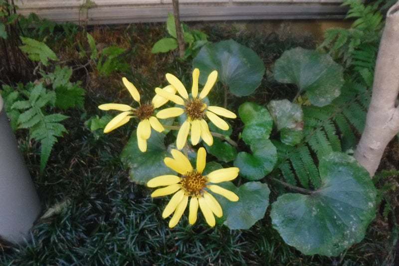 つわぶきの花