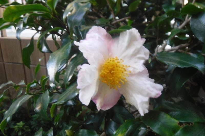 サザンカの花