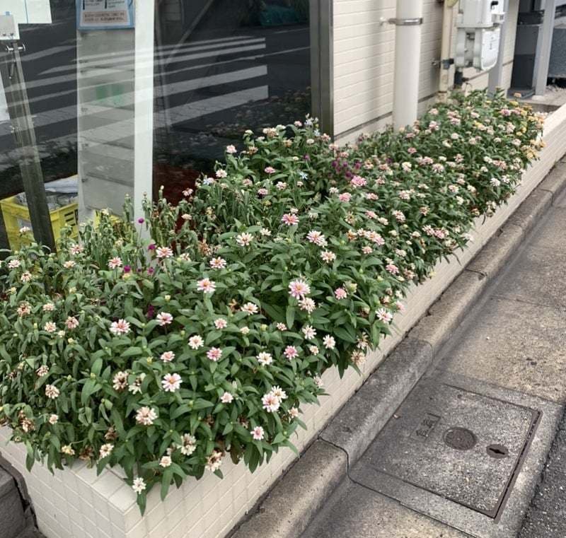 7月花壇