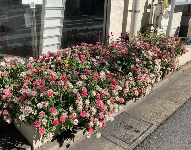 10月花壇