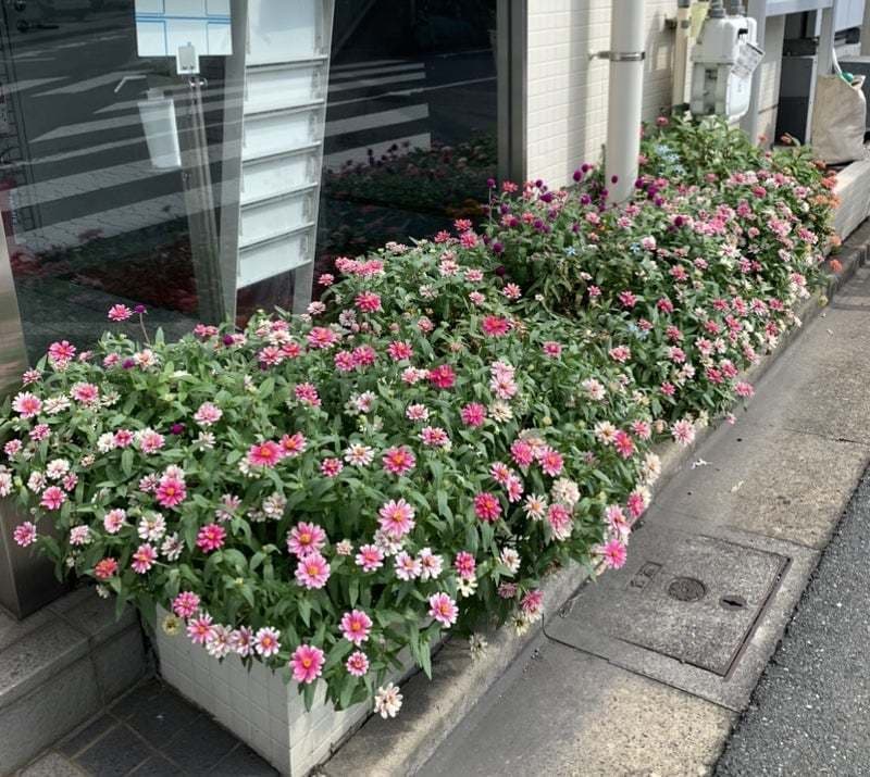 8・9月花壇