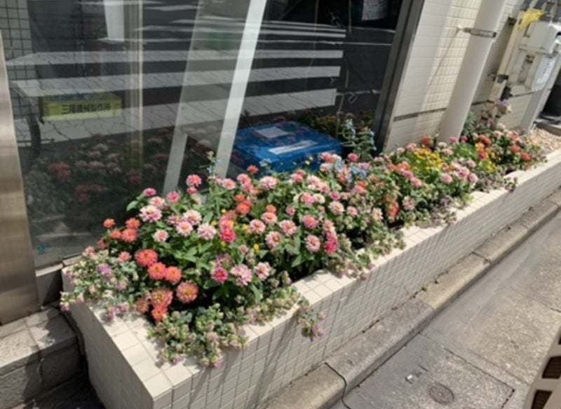 6月花壇