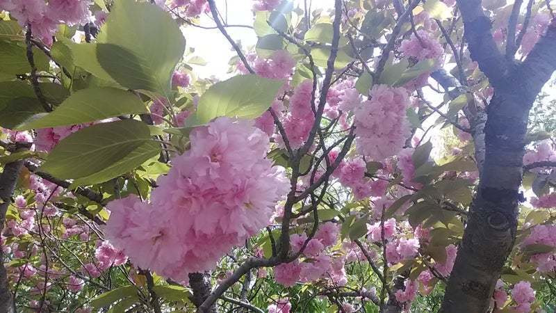 八重桜