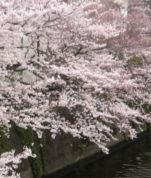 桜の木